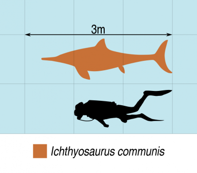 Ichthyosaur Emerges As One Of The Largest Sea Dragons Of Britain