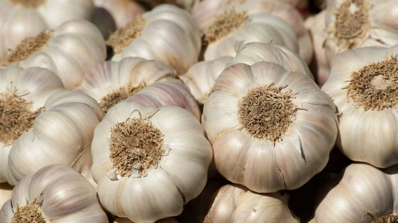 Kitchen Staple To Luxury: Garlic Hits Rs 500 Per Kg